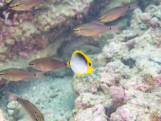 アケボノチョウチョウウオ
トゲチョウチョウウオ（チョウチョウウオ科）他
英名学名：Blackback Butterflyfish, Chaetodon melannotus
Threadfin Butterflyfish, Chaetodon Auriga
荒井浜海岸三浦市神奈川県-2024
