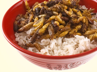 Friture de larves de guêpes, spécialité culinaire de l’île de la Réunion 