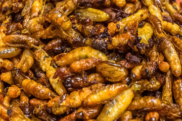 Friture de larves de guêpes, entomophagie à l’île de la Réunion 