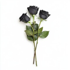 A bouquet of black roses, isolate on white background.