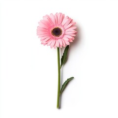 Pink daisy in a decorative frame, isolate on white background.
