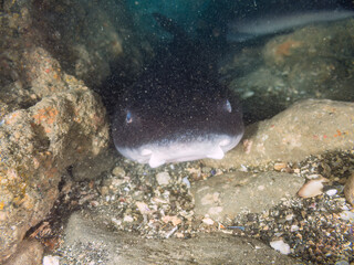 大きく美しいドチザメ（ドチザメ科）。
英名学名：Banded Houndshark, Triakis scyllium
群れで昼寝している。
荒井浜海岸三浦市神奈川県-2024
