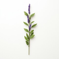 Naklejka premium Lavender stems with fresh green leaves, isolate on white background.
