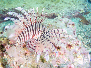美しく大きなミノカサゴ（ミノカサゴ亜科）。
英名学名：Luna Lionfish, Pterois lunulata
荒井浜海岸三浦市神奈川県-2024
