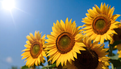 Obraz premium 青空とひまわり