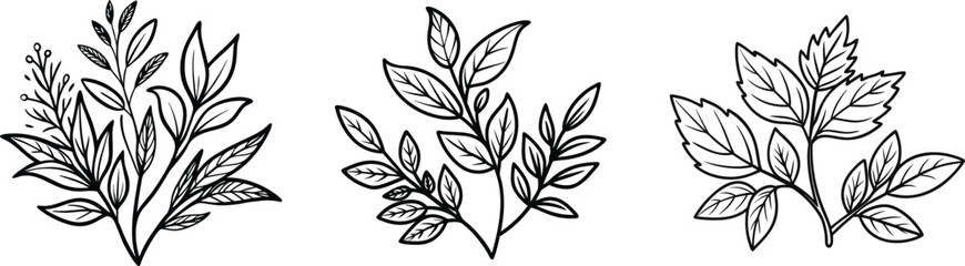 Hand-drawn line art herb vector, leaves outline silhouette illustration on a white background.