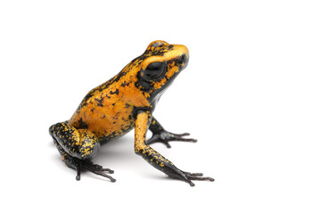 Fototapeta premium Phyllobates terribilis 