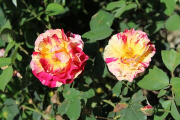 Beautifully captured images of roses or Rose flowers showcasing vibrant colors and intricate details to bring life to creative projects