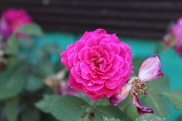 Beautifully captured images of roses or Rose flowers showcasing vibrant colors and intricate details to bring life to creative projects