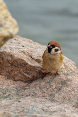 Wildlife photography of birds in Hong Kong park and Shenzhen bay