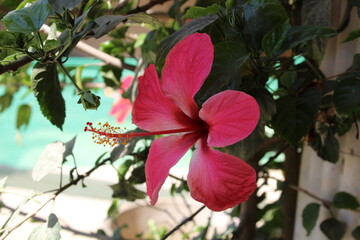 Obraz premium Hibiscus rosa-sinensis, the China rose or Shoeblackplant flowers 