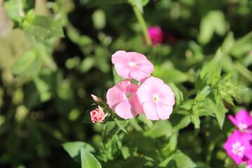 Phlox drummondii or the annual phlox flowers 