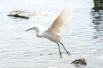 Wildlife photography of birds in Hong Kong park and Shenzhen bay