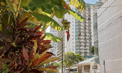 Street view of buildings in the district of downtown Honolulu on Oahu, Hawaii. Thickets of tropical plants against the backdrop of skyscrapers on Honolulu street.