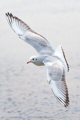 Wildlife photography of birds in Hong Kong park and Shenzhen bay