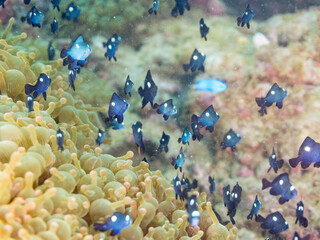 美しいイソギンチャク畑の可愛いミツボシクロスズメダイ（スズメダイ科）の幼魚の大群。
英名学名：
Threespot dascyllus (Dascyllus trimaculatus) 
荒井浜海岸三浦市神奈川県-2024
