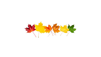 Colorful autumn leaves in vibrant shades of red, orange, yellow, and green arranged in line, showcasing beauty of fall foliage and nature seasonal transition
