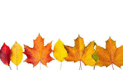 Fototapeta premium Colorful autumn leaves in shades of red, orange, and yellow are arranged in row against transparency background, creating vibrant and warm seasonal display