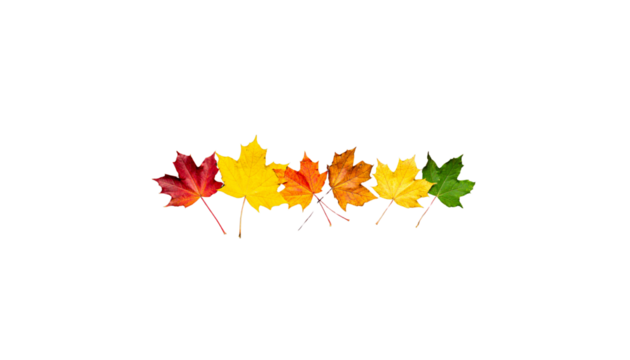 Colorful autumn leaves in vibrant shades of red, orange, yellow, and green arranged in line, showcasing beauty of fall foliage and nature seasonal transition