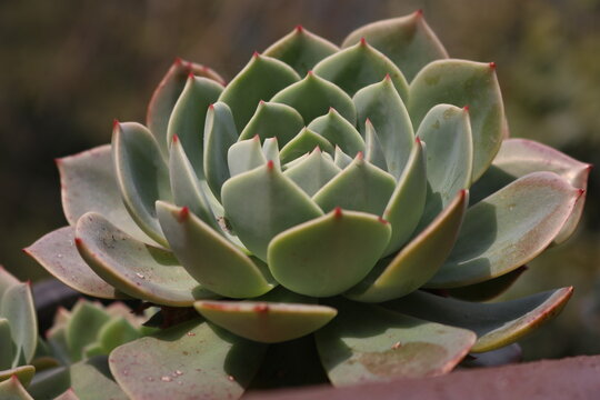 Echeveria desmetiana, incorrectly known as Echeveria peacockii, is a succulent plant in the family Crassulaceae. L. de Smet was the first grower of this plant. 
