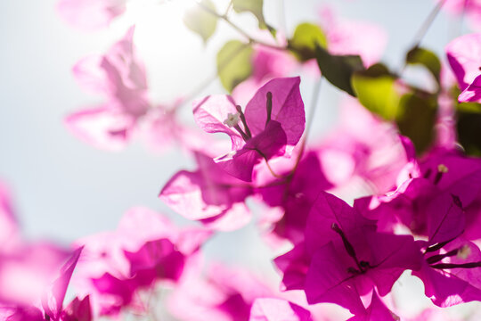 Backlit pink bougainvillea with sun flare