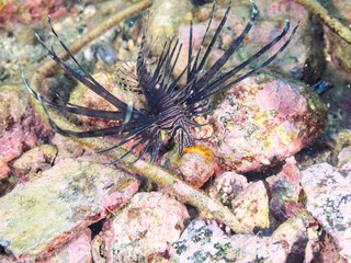 美しいハナミノカサゴ（ミノカサゴ亜科）の幼魚。
黒変種。
英名学名：Red Lionfish (Pterois volitans)
荒井浜海岸三浦市神奈川県-2024
