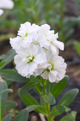 White Hoary Stock, White Hoary Stock or Matthiola Incana is a member of the Brassicaceae family of flowering plants. It's also commonly known as Brompton Stock, Common Stock, White flower in garden