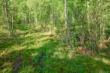 Wet swamp in a deciduous forest in summer