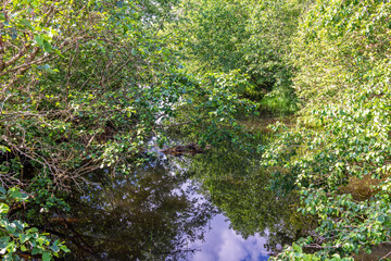 Lush green tree branches hanging over a stream