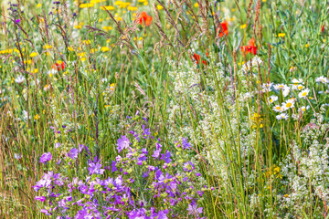 Bloody geranium flowering on summer meadow