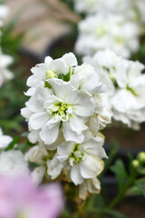White Hoary Stock, White Hoary Stock or Matthiola Incana is a member of the Brassicaceae family of flowering plants. It's also commonly known as Brompton Stock, Common Stock, White flower in garden