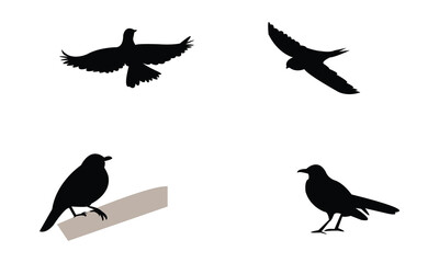 African thrush bird Silhouette Design  And Vector Illustration. 