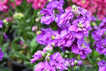 Purple Hoary Stock, Purple Hoary Stock or Matthiola Incana is a member of the Brassicaceae family of flowering plants. It's also commonly known as Brompton Stock, Common Stock, Purple flower in garden