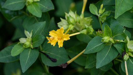Yellow Mirabilis jalapa or the Marvel of Peru blooming