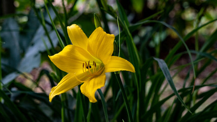 Yellow Lilly or Hemerocallis middendorffii blooming during early morning