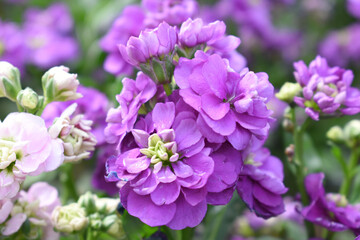 Fototapeta premium Purple Hoary Stock, Purple Hoary Stock or Matthiola Incana is a member of the Brassicaceae family of flowering plants. It's also commonly known as Brompton Stock, Common Stock, Purple flower in garden