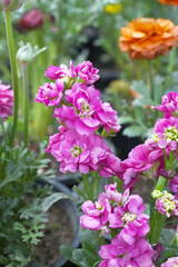Pink Hoary Stock, Pink Hoary Stock or Matthiola Incana is a member of the Brassicaceae family of flowering plants. It's also commonly known as Brompton Stock, Common Stock, Pink flower in garden