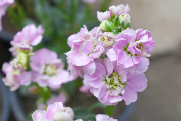 Obraz premium Pink Hoary Stock, Pink Hoary Stock or Matthiola Incana is a member of the Brassicaceae family of flowering plants. It's also commonly known as Brompton Stock, Common Stock, Pink flower in garden