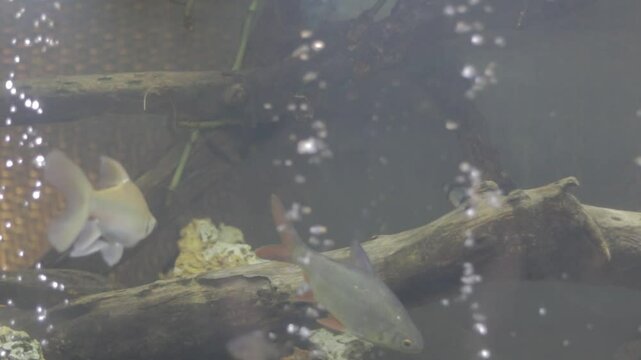 A fish tank with a few fish in it