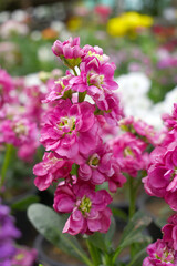 Pink Hoary Stock, Pink Hoary Stock or Matthiola Incana is a member of the Brassicaceae family of flowering plants. It's also commonly known as Brompton Stock, Common Stock, Pink flower in garden