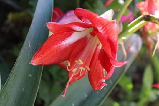 Amaryllis, Hippeastrum or Striped Barbados lily