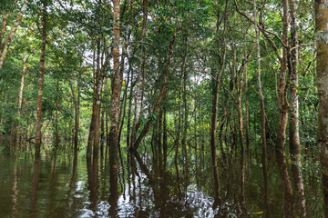 TAHUAMPAS OR FLOODABLE FORESTS, ARE KNOWN IN THE AMAZON RAINFOREST FOR BEING FORESTS THAT FLOOD...