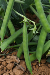 Green peas grow in the garden Beautiful close up of green fresh peas and pea pods. Healthy food, Bush of sweet pea with ripe pods cultivated on vegetable garden, green peas closeup in nature, Pakistan