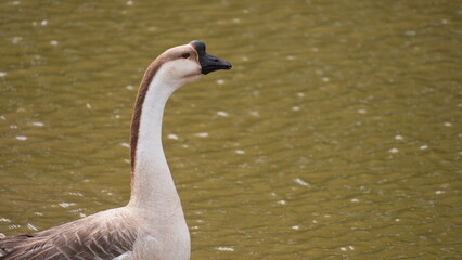 Swan Goose (Anser cygnoides) on Water