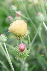 A blooming Creeping Thistle plant, Creeping thistles flower at the meadow. wild flower bloom, thistle in seed, natural flower, creeping thistle flower closeup, Closeup of fluffy creeping thistles seed