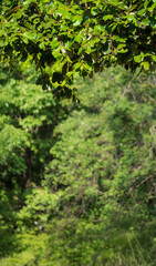 Green tropical forest for vertical background