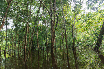 TAHUAMPAS OR FLOODABLE FORESTS, ARE KNOWN IN THE AMAZON RAINFOREST FOR BEING FORESTS THAT FLOOD...