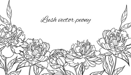 Outline vector frame of peonies isolated.