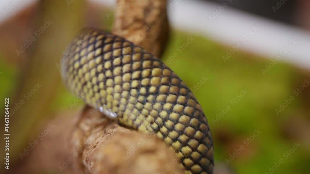 Poster snake moving in slow motion, close-up of scales and intricate texture on body