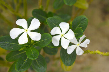 Close-up view of White madagascar periwinkle, The scientific name is Catharanthus roseus, White...